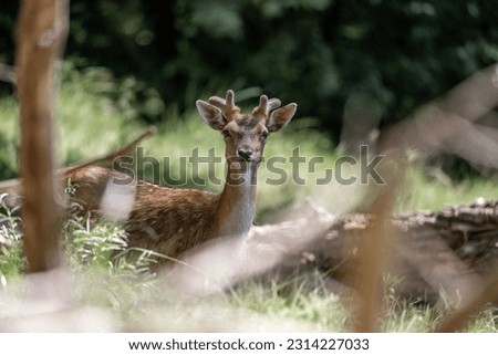fallow deer in nature arrea in The Netherland in beautiful sunny weather 