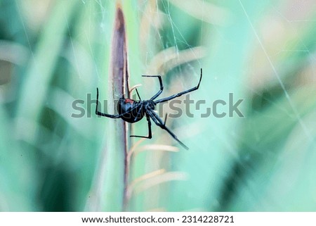 Black widow spider close up Royalty-Free Stock Photo #2314228721