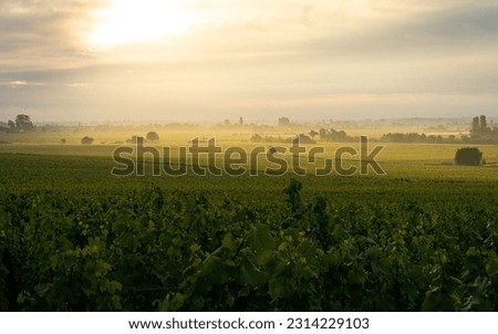 A scenic shot of green Genevrieres vineyards under the glowing sky in Meursault, Burgundy, France Royalty-Free Stock Photo #2314229103