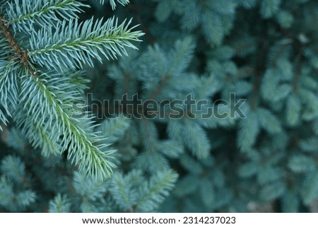 green branches of a pine tree close-up, short needles of a coniferous tree close-up on a green background, texture of needles of a Christmas tree close-up, blue pine branches, texture of pine needles