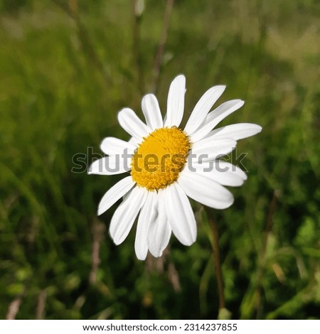 Shasta daisy flower  with beetle ( latin name Leucanthemum superbum ) is a commonly grown flowering herbaceous perennial plant with the classic daisy appearance of white petals around a yellow disc