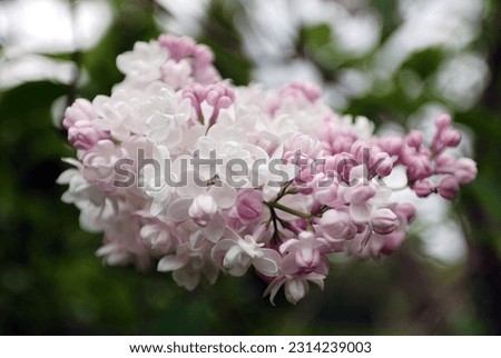 lilacs bloom in a wide variety of colors in the garden at the beginning of summer