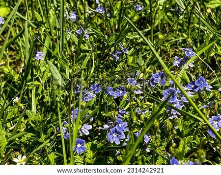 Various wildflowers blooming among gray and green grasses, herbs and weeds in a meadow