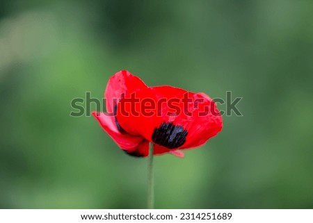 A close up of a ladybird poppy, with a shallow depth of field