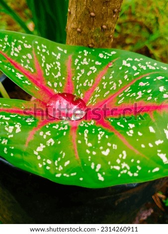 The pictures depict a droplet of water on talas leaf. 