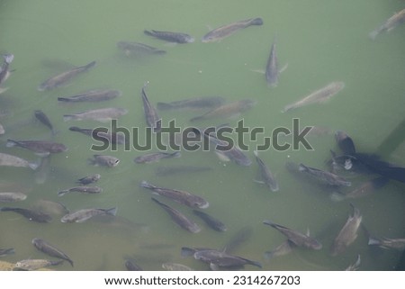 View of fishes moving close to the water surface