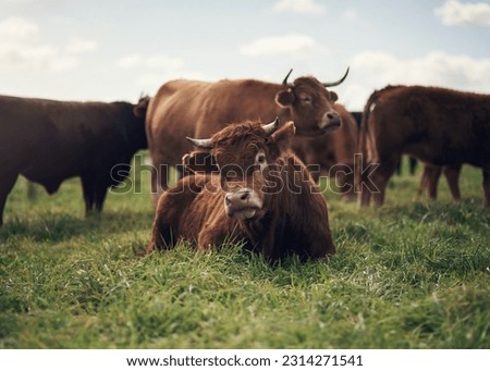 Cow, agriculture and farm landscape with grass, field of green and calm countryside nature. Cattle, sustainable farming and animals for beef industry, meat or cows on pasture, meadow or environment Royalty-Free Stock Photo #2314271541
