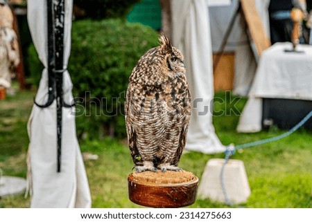 Eurasian eagle owl looking at the horizon leaning on a wooden pedestal with the background out of focus.