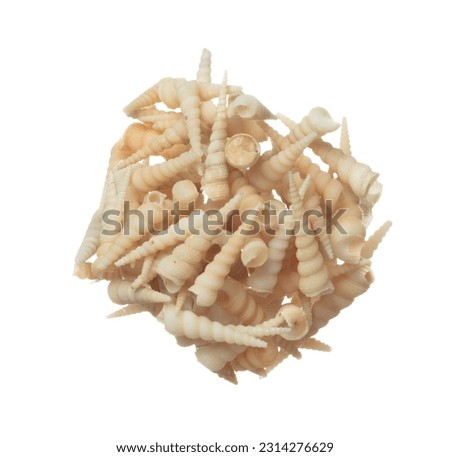 Seashell fall splashing in air. sea shell explosion flying, abstract cloud fly. Many Small cream spike Seashell scatter in many group. White background isolated high speed shutter freeze motion