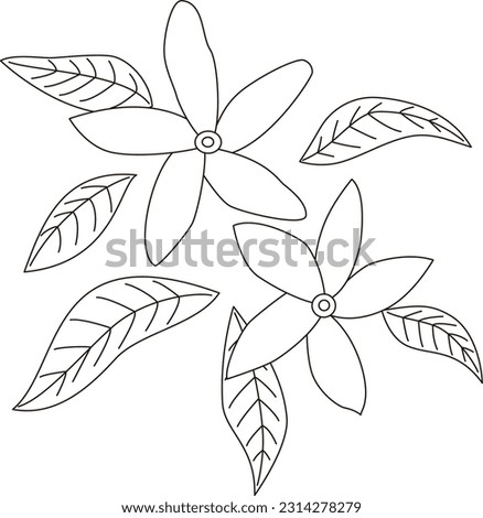 Illustration of jasmine flowers and leaves. How about an image of jasmine tea?