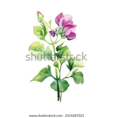 zombi pea flower watercolor. Butterfly pea flowers purple color and leaf on white background-Vector