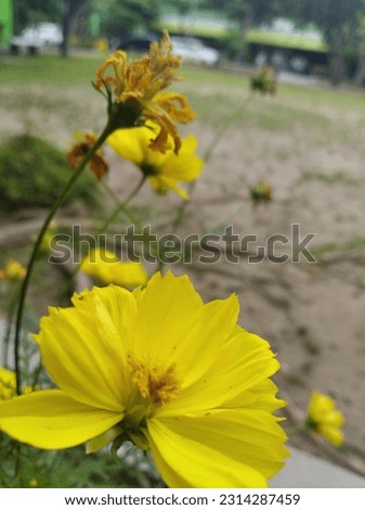Dry Kenikir (Cosmos caudatus) is a member of the daisy family. Kenikir is a herbaceous plant with compound leaves, which grow crosswise and opposite each other. 