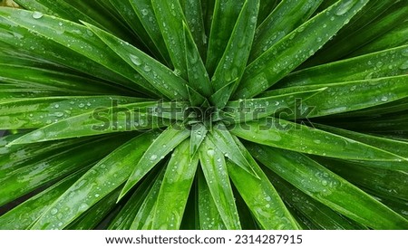 A beautiful picture of Yucco Spines plant with rain drops on it, image with pattern, love nature, green plant