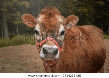 Portrait of a red cow on a background of the forest. Royalty-Free Stock Photo #2314291485