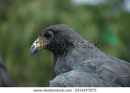 Close up of a black falcon. 