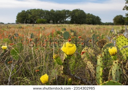 A beautiful field of yellow prickly pear cactus (Opuntia humifusa) with defocused Indian Blanket flowers (Gaillardia pulchella) in the background found in the Texas Hill Country Burnet TX USA Royalty-Free Stock Photo #2314302985