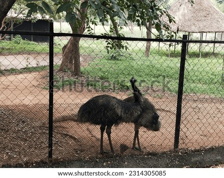 Pair of ostriches captured at the vandalur zoo park