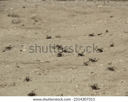 Mormon Cricket Swarm Crossing Dirt Road, sp. Anabrus Simplex