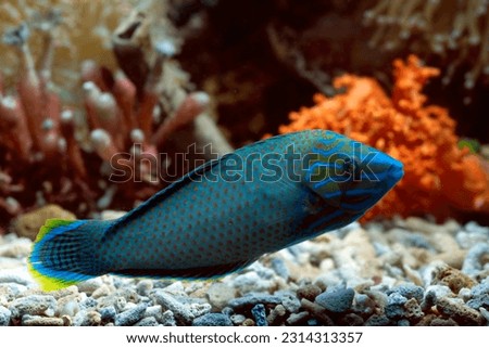 Neon blue parrot fish in a coral reef
