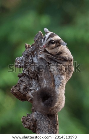 Baby sugar glider on a tree branch Royalty-Free Stock Photo #2314313393