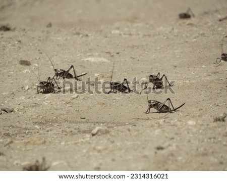 Mormon Cricket Invasion Crossing Dirt Road, sp. Anabrus Simplex Royalty-Free Stock Photo #2314316021