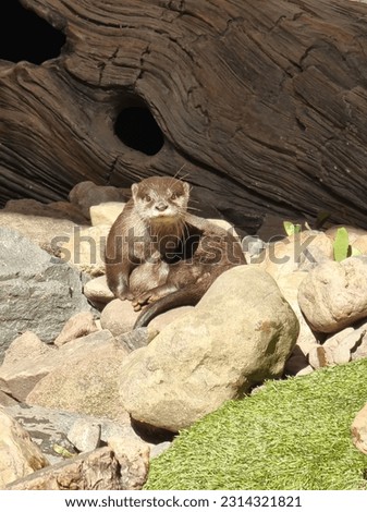 Otters Eating and Playing in the Sun
