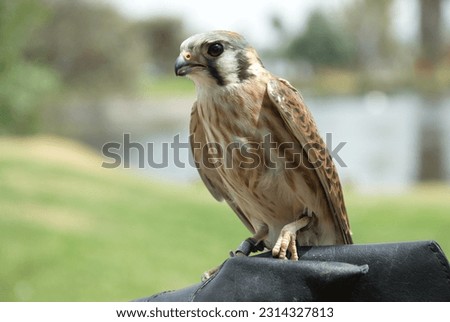 Profile picture of a falcon standing in the arm of its falconer.