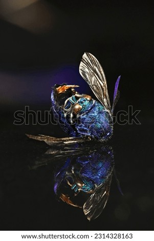 A dead specimen of a wasp with reflections and very luminous colorful details. Shot macro stacked for fine details and bright color tones