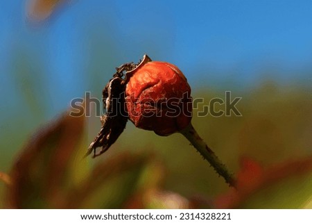 Tiny red flower bulb, seed pod, shot macro, isolated plant.