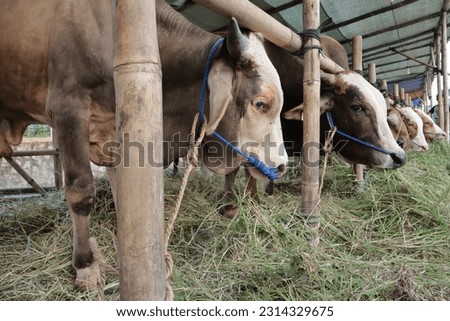 Many cattle ( sapi ) are sold in animal markets in preparation for Eid al-Adha. Muslim sacrifices. Royalty-Free Stock Photo #2314329675