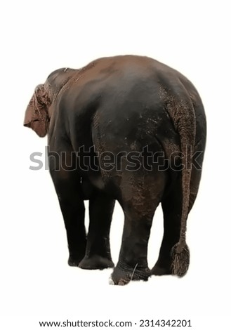 Nature animal picture. The elephant isolated on white background
