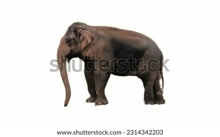 Nature animal picture. The elephant isolated on white background