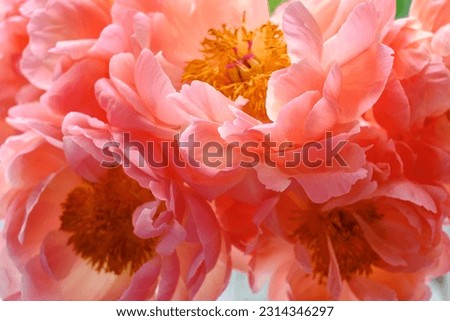Bouquet of stylish peonies close-up. Pink peony flowers. Close-up of flower petals. Floral greeting card or wallpaper. Delicate abstract floral pastel background 