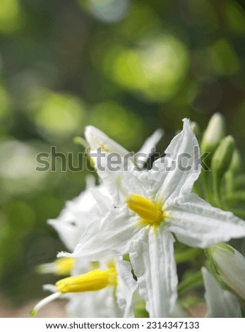 Delicate yellow and white flower in sharp focus with lush green backdrop. Macro photography White flowers