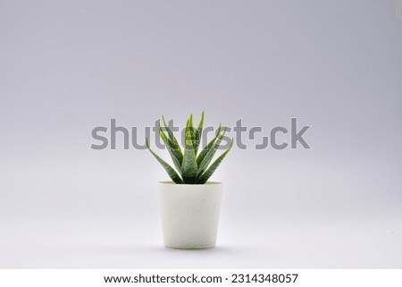 Aloe vera decorate the room. Pot fake plant isolated on white background.Aloe vera potted decoration home office.desk decoration tree.desk decoration plant pot.minimalist plant pot.Small plant in pot. Royalty-Free Stock Photo #2314348057