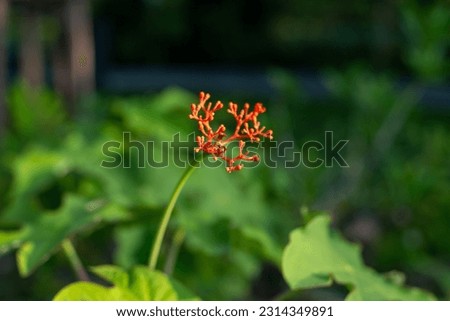 The buddha belly or goutystalk nettlespurge flower is in bloom. This herbaceous plant has the scientific name Jatropha podagrica. At Samutprakan, Thailand.