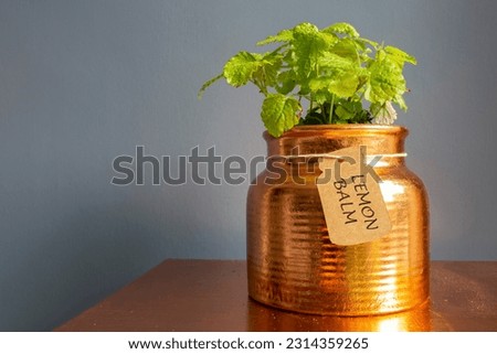 Lemon balm plant labelled on card tag growing in gilded copper planter. Grow your own concept Royalty-Free Stock Photo #2314359265