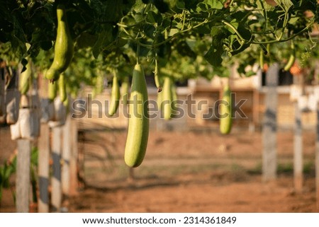 Bottle gourd hanging in its plant. bottle gourd or calabash growing concept. Royalty-Free Stock Photo #2314361849
