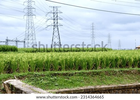 Rice field with yellowish rice paddy. beautiful scenery