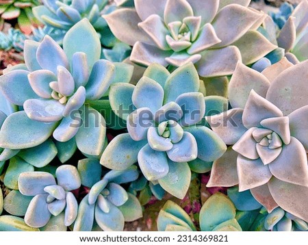 Graptopetalum paraguayense is a species of succulent plant in the family jade plant, Crassulaceae, native to Tamaulipas, Mexico. Royalty-Free Stock Photo #2314369821