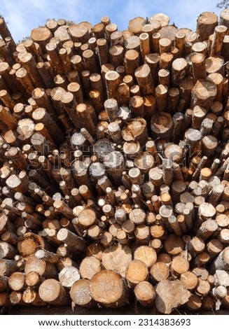 Softwood in a big stack between two large pine trees
