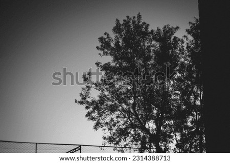 BLACK AND WHITE TREE LANDSCAPE BACKGROUND
