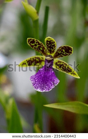 Cultivation of colorful tropical flowering plants orchid family Orchidaceae zygophetalum in Dutch greenhouse with UV IR Grow Light  for trade and worldwide export, blossom