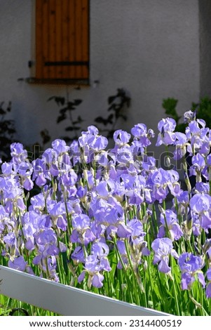 Blossom of big light purple iris flowers in sunny garden