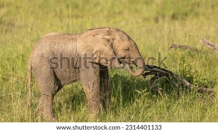 Elephant calf( Loxodonta Africana), Mara Naboisho Conservancy, Kenya.