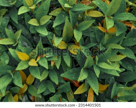 Abstract background photo of wet leaves, beautiful pastel colors. soft focus. 