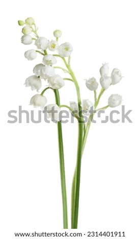 Beautiful lily of the valley flowers on white background