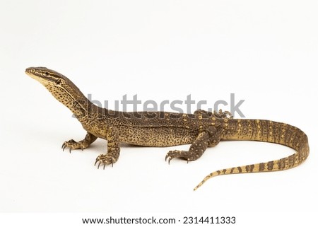 The yellow-spotted monitor or New Guinea Argus monitor Varanus panoptes horni isolated on white background
 Royalty-Free Stock Photo #2314411333