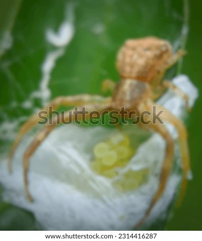 
Beautiful Spider Blur Background Picture. 