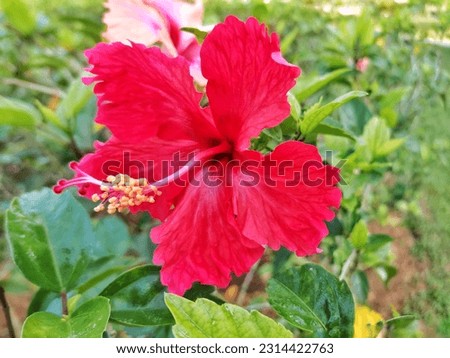 A beautiful bright red color hibiscus flower with five petals, Malaysia national flower on the tree outdoor in the garden on morning sunny day, selective focus